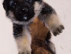 Germen Shepered Puppy