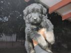 Germen Shepered Long Coat Puppies