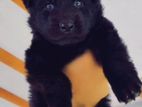 Germen Shepered Long Coat Puppy