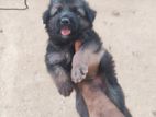 Germen Shepered Long Coat Puppy