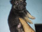 German Shepherd Puppies