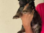 Germen Shepherd Puppies