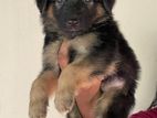 Germen Shepherd Dogs
