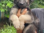 Germen Shepherd Dogs