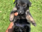 German Shepherd Puppies