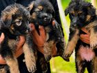 Germen Shepherd Female