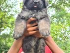 Germen Shepherd Female Puppies