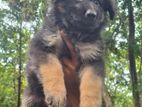 Germen Shepherd Female Puppy