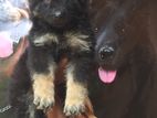 Germen Shepherd Female Puppy