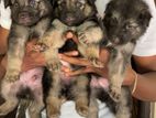 Germen Shepherd Puppies