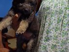 Germen shepherd puppies