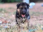 German Shepherd Puppies