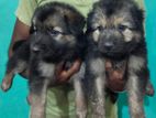 Germen Shepherd Puppies