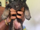 Germen Shepherd Puppies