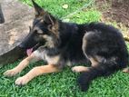 Germen Shepherd Dog
