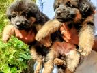 Germen Shepherd Long Coat Puppies