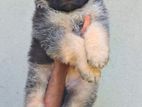 Germen Shepherd Long Coat Puppies