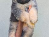 Germen Shepherd Long Coat Puppies