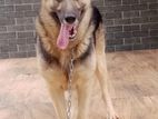 German Shepherd Male Dog for Crossing