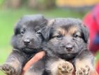 Germen Shepherd Puppies