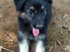 Germen Shepherd Puppies