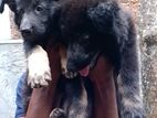 Germen Shepherd Puppies