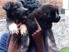 Germen Shepherd Puppies