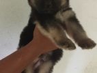 Germen Shepherd Puppies