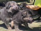 Germen Shepherd Puppies