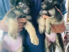 Germen Shepherd Puppies