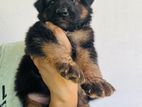 Germen Shepherd Puppies