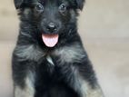 Germen Shepherd Puppies