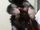 German Sheperd Puppies