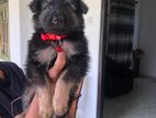 Germen Shepherd Puppy