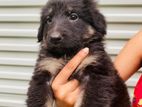 Germen Shepherd Puppy