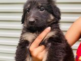 Germen Shepherd Puppy