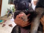 Germen Shepherd Puppies