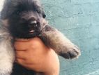 Germen Shepherd Puppy