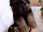 Germen Shepherd Puppy