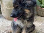 Germen Shepherd Puppy