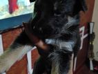 Germen Shepherd Puppy