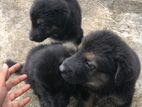Germen Shepherd Puppys