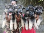 Germen Shepherd Puppies