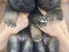 Germen Shepherds Long Coat Puppies