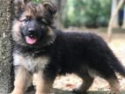 Germen Shepperd Female Puppy