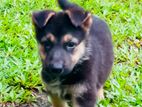 Germen Shepherd Puppy