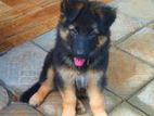 Germen Shepperd Puppies