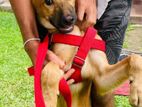 Germen Shpped Female Dog for Kind Home
