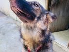 German Shepherd Female Dog