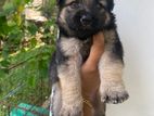 German shepherd Puppy